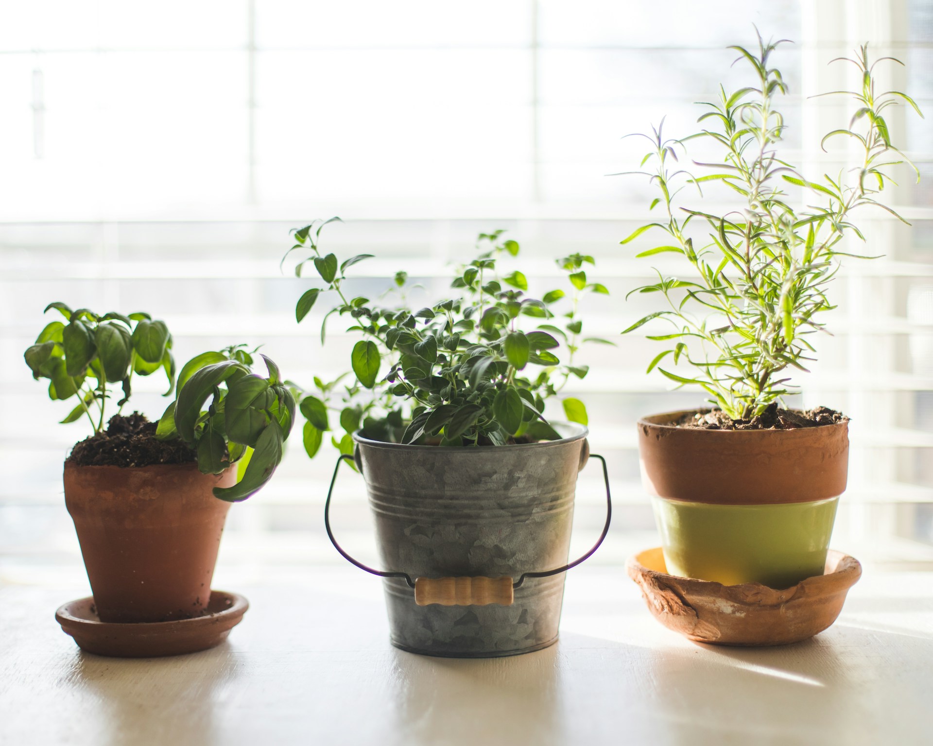 Companion Plants For Tomato Plants